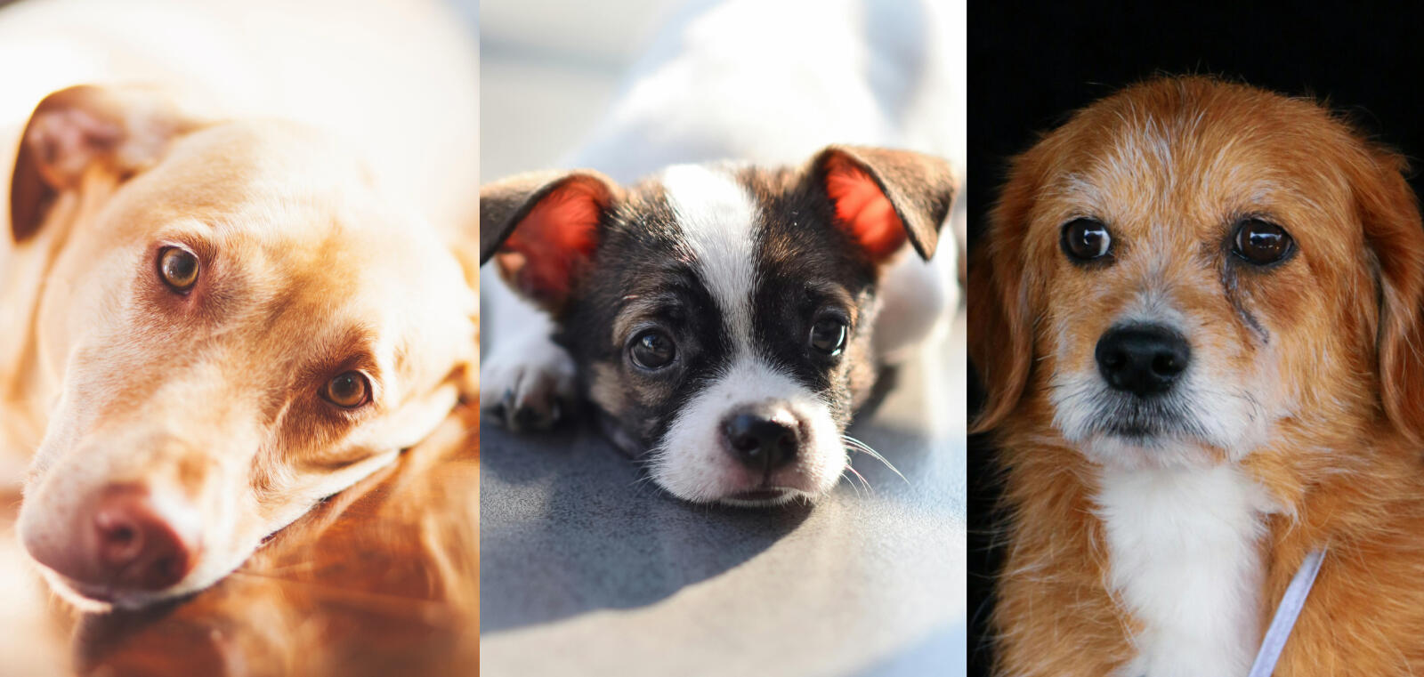 The Canine Crusade of America