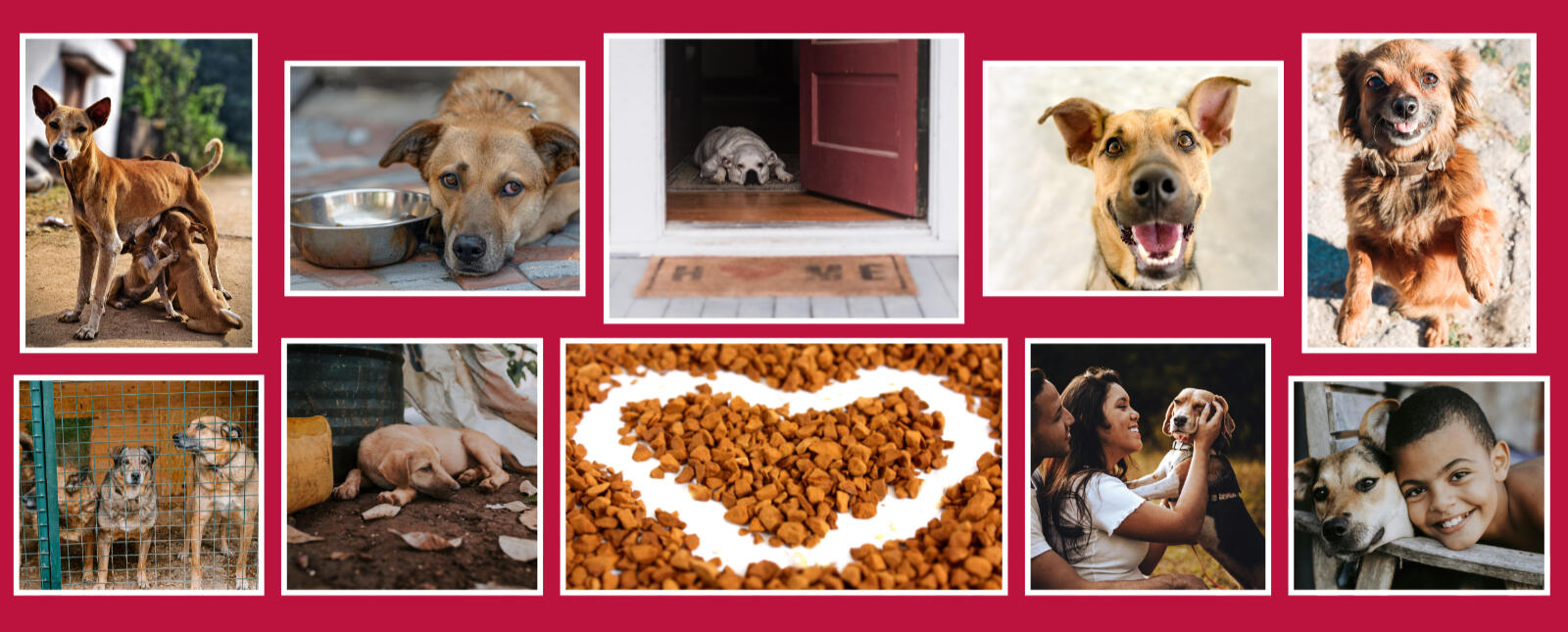 The Canine Crusade of America